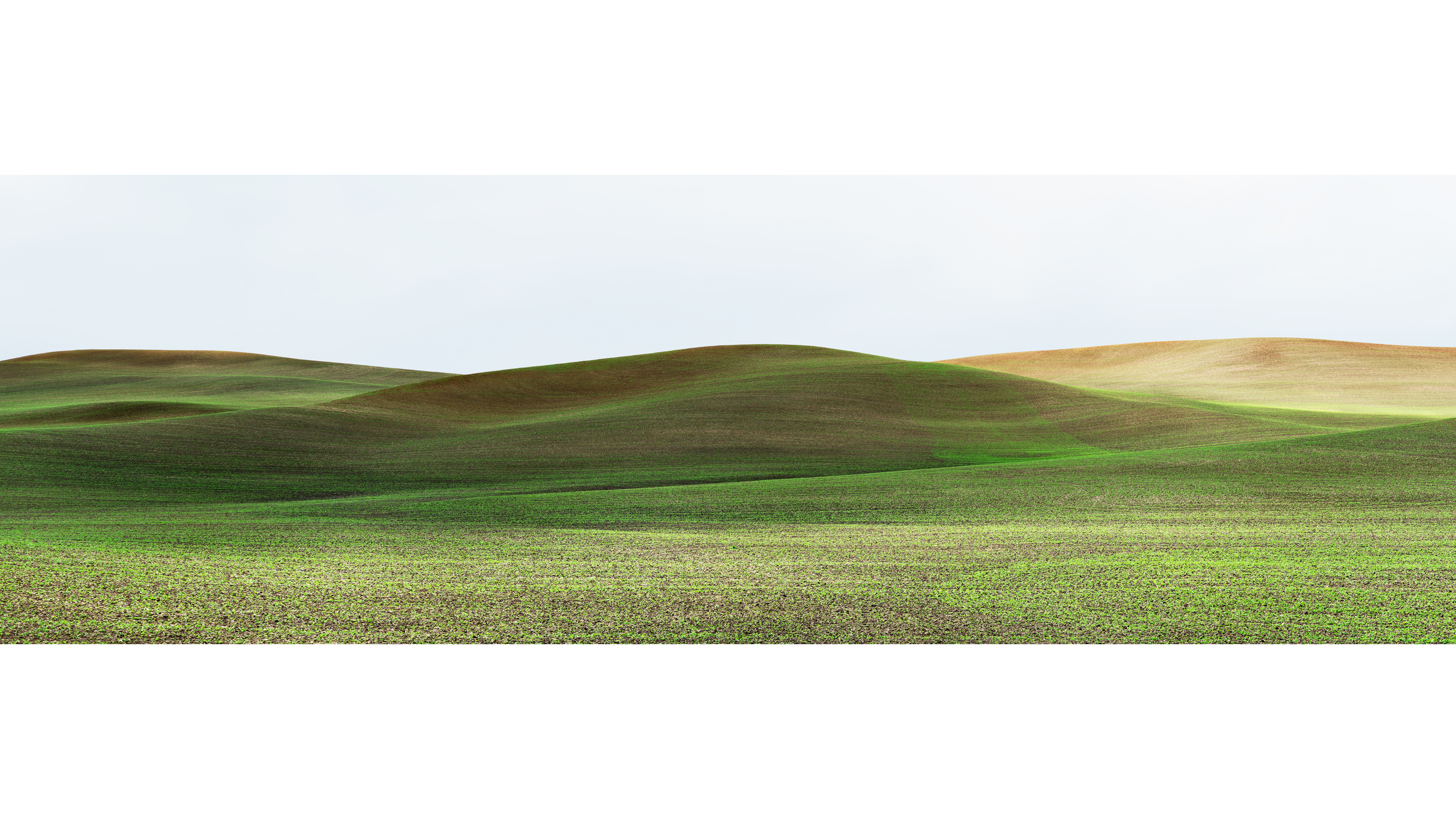 Palouse, 2013: green rolling field landscape.