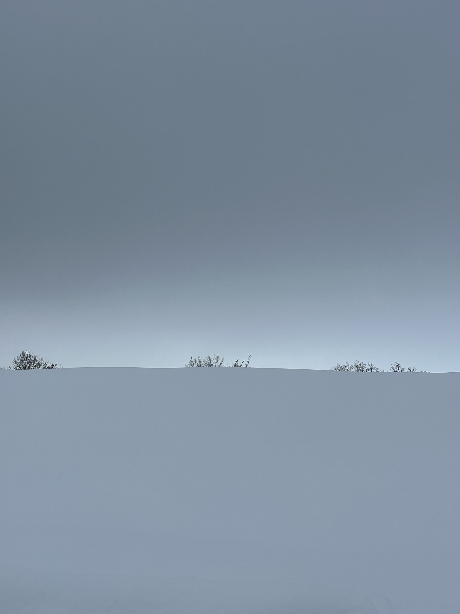 Winterblue search image.