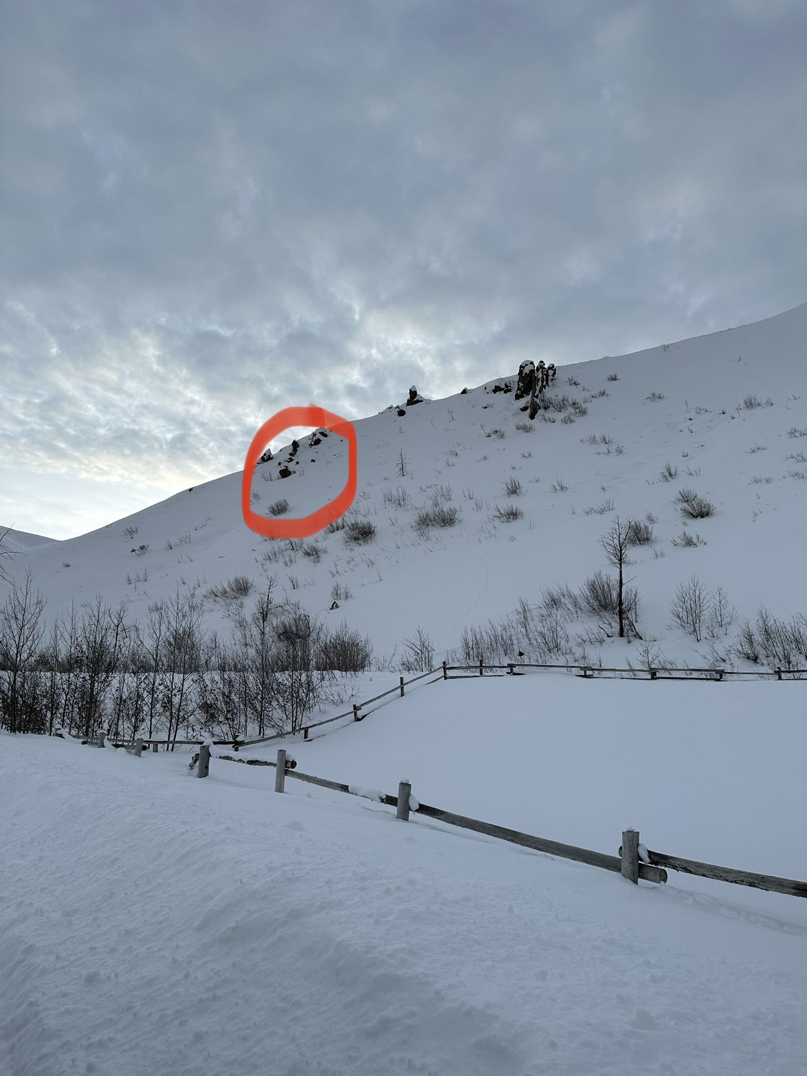 Winterblue search image.