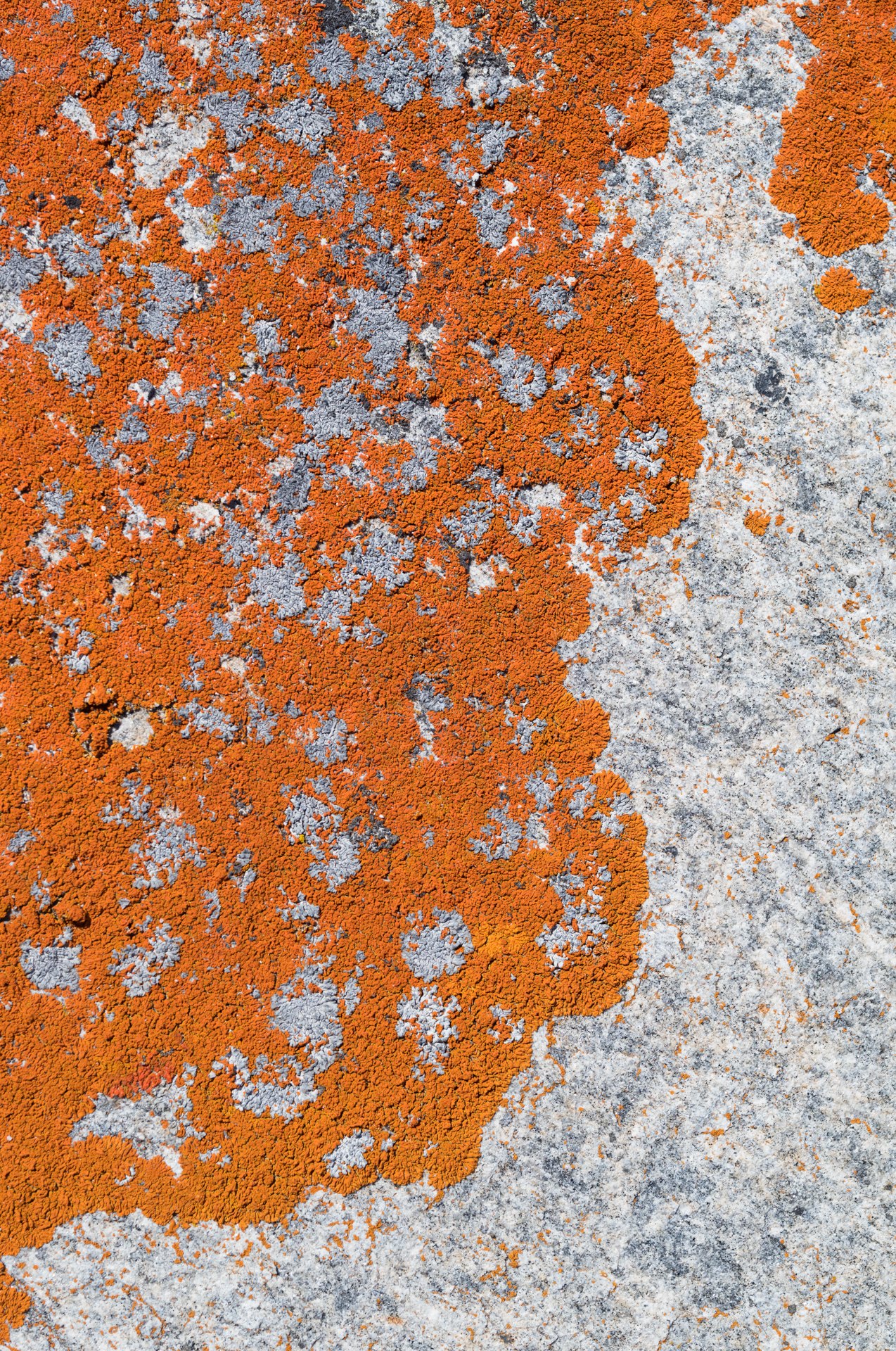 Narrow texture: L1009437 (1).jpg